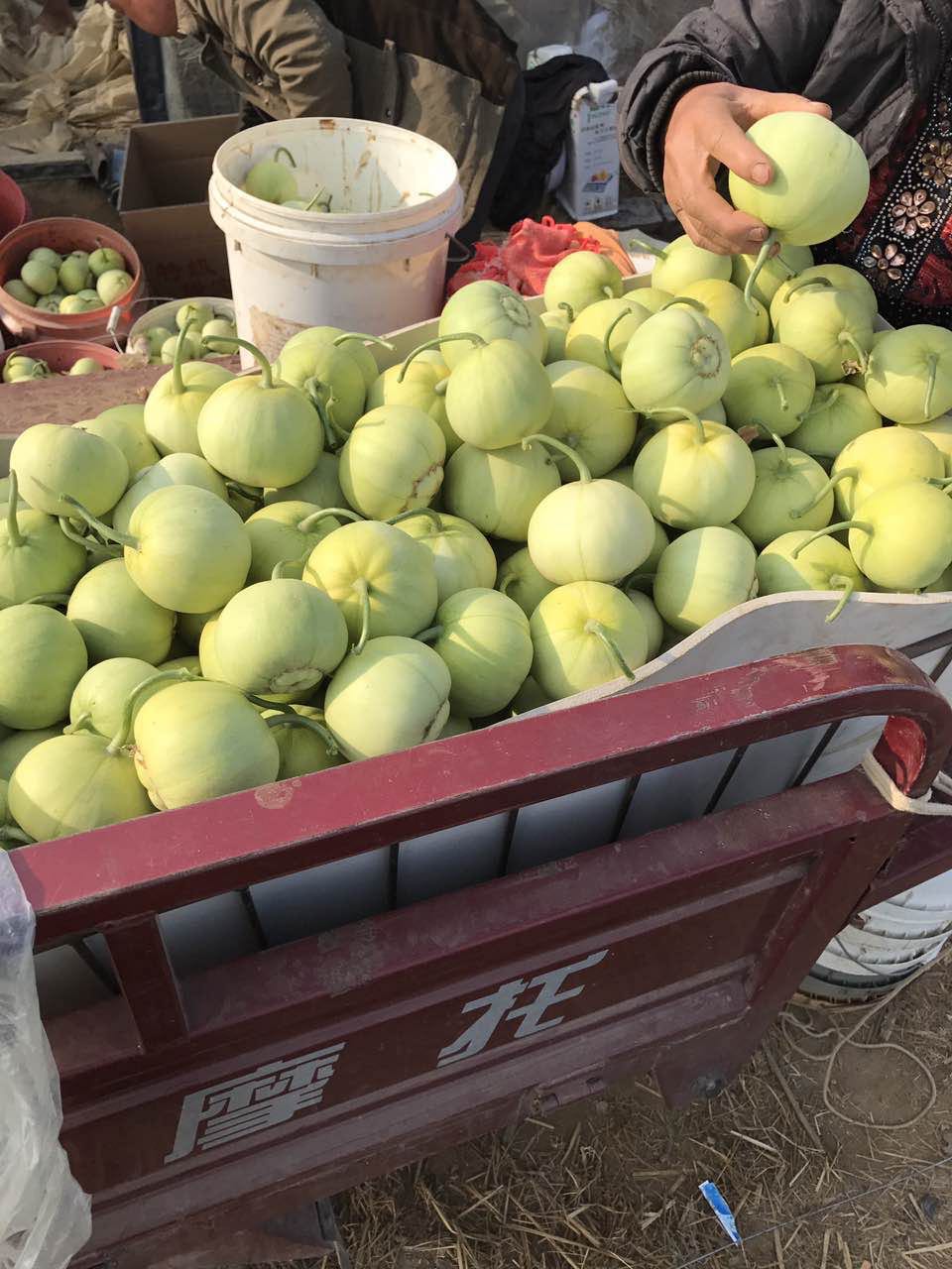马连庄甜瓜降价啦