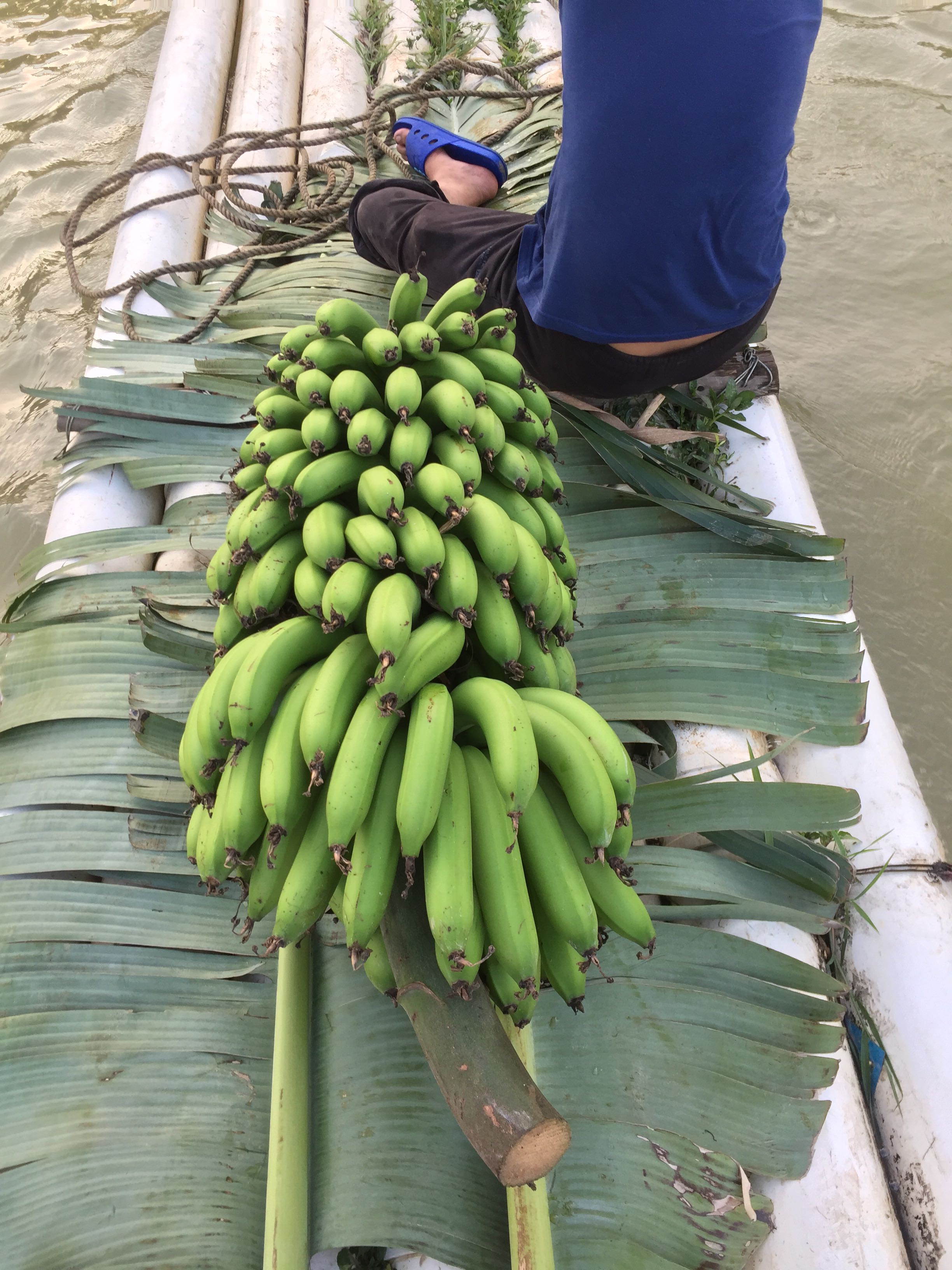 高州荔枝龙眼桂圆总团